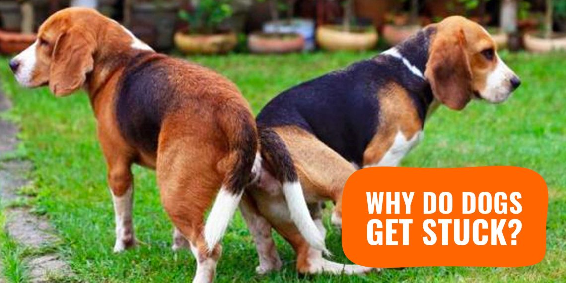 Miks koerad paaritumisel kokku kleepuvad – protsessi füsioloogia, kleepumise roll viljastamisel