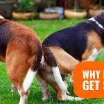 Why do dogs stick together during mating – the physiology of the process, the role of sticking in fertilization