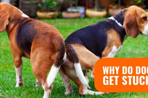 Why do dogs stick together during mating &#8211; the physiology of the process, the role of sticking in fertilization