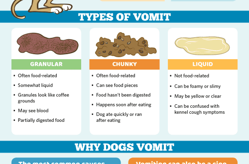 Why do dogs vomit after eating?