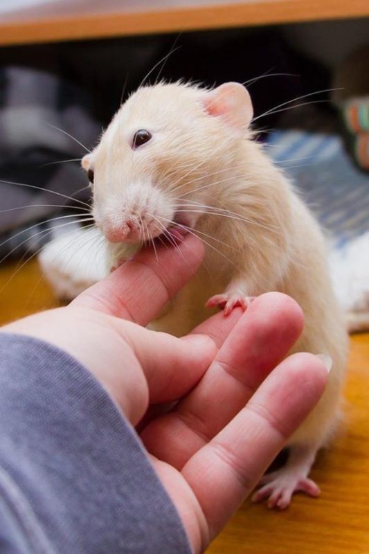 Why do domestic rats lick their hands?