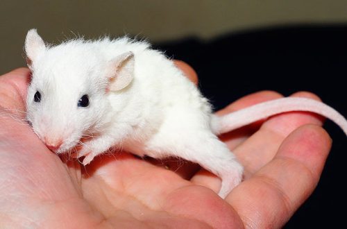 Miért nyalják a kezüket a házi patkányok?
