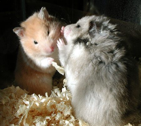 Why do hamsters eat their babies and each other?