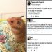 Can hamsters eat meat and fish (chicken, lard, sausages)