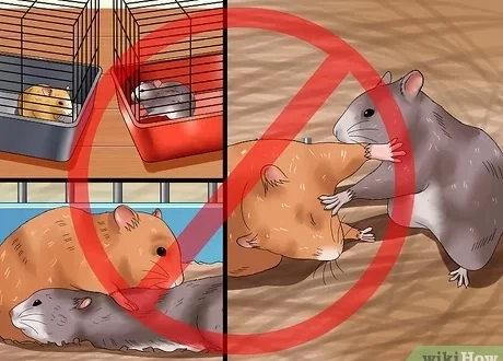 Why do hamsters fight each other, what should be done to make fighters friends