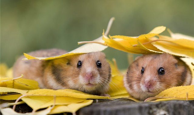 Why do hamsters run on a wheel