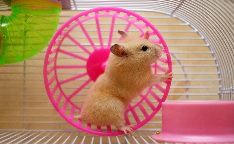 Why do hamsters run on a wheel