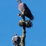 Why do pigeons nod their heads when they walk? Primal Theory