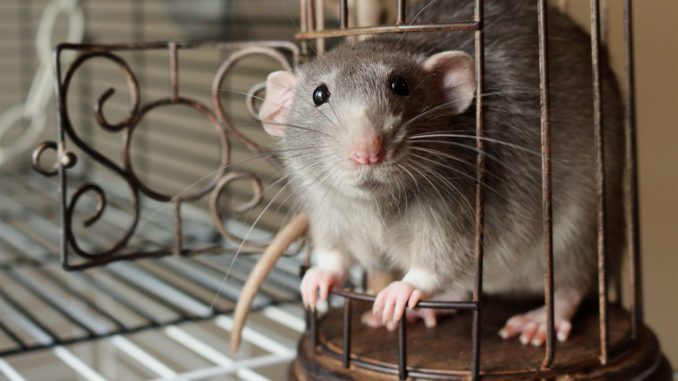 Why do rats chatter and grind their teeth?