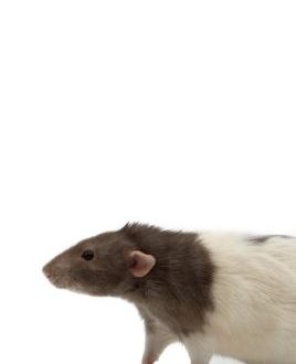 Why do rats chatter and grind their teeth?