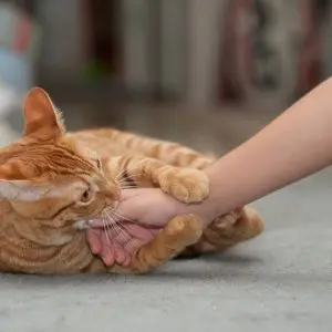 Why does a cat bite while playing?