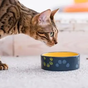 Why does a cat bury a bowl?