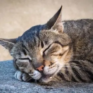 Why does a cat drool