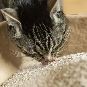 Why does a cat eat litter