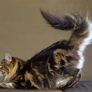 Why does a cat have a tail?