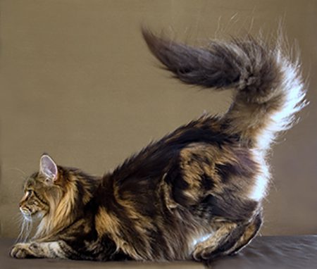Why does a cat have a tail?