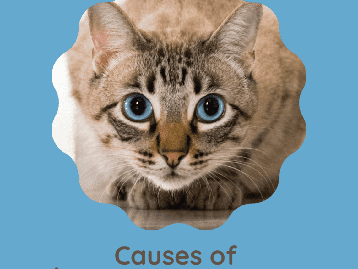 Why does a cat jump and bite: the reasons for the constant attacks of pets
