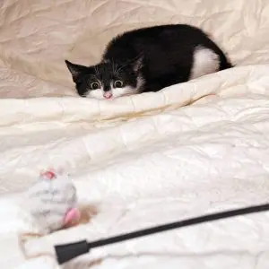 Why does a cat jump and bite: the reasons for the constant attacks of pets