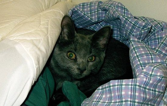 Why does a cat like to hide in dark places?