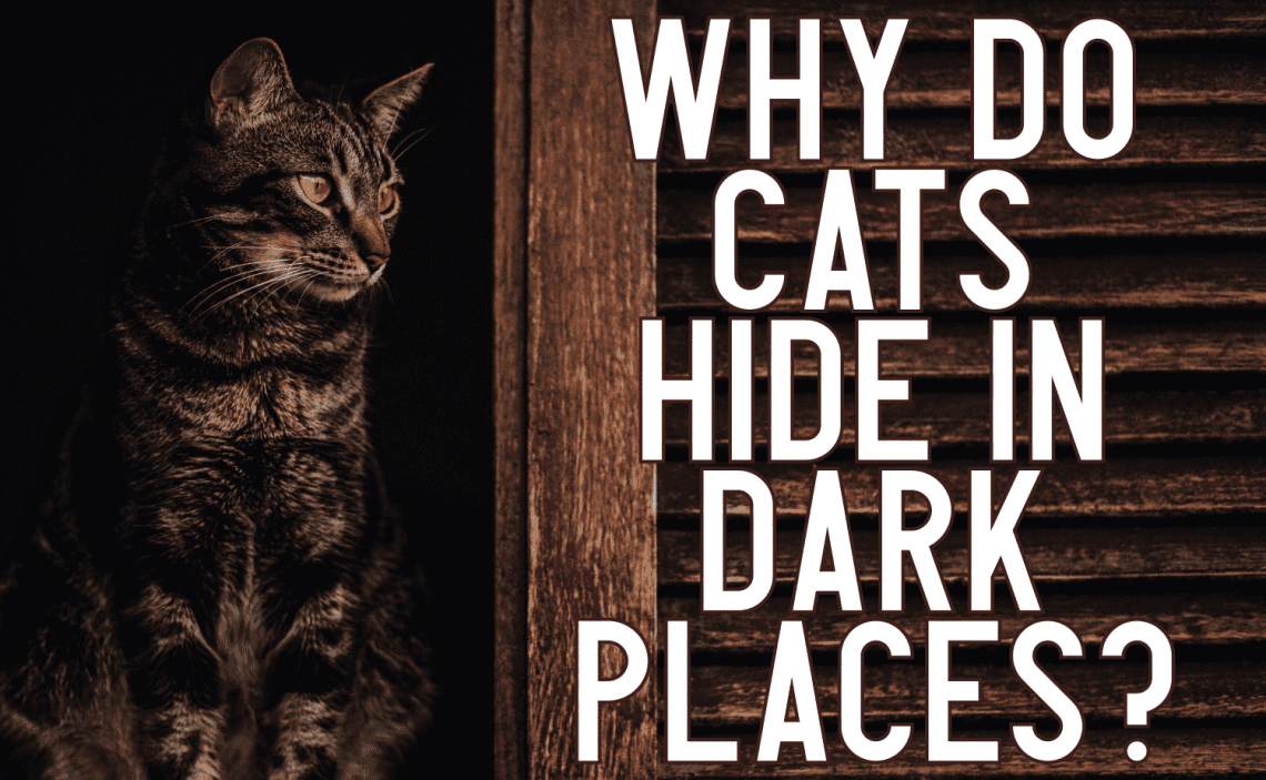 Why does a cat like to hide in dark places?