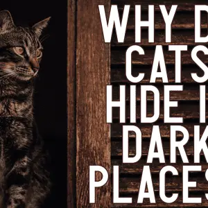 Why does a cat like to hide in dark places?