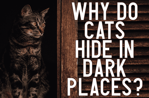 Zašto se mačka voli sakriti na mračnim mjestima?