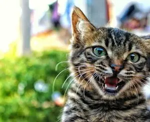 Why does a cat meow silently