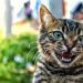 How to understand the language of cats and talk with your pet
