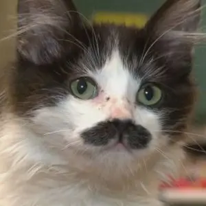 Why does a cat need a mustache