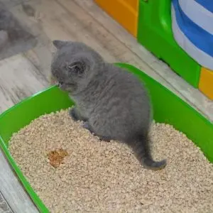 Why does a cat pee in blood?