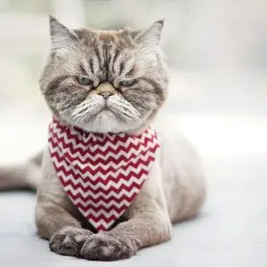 Why does a cat refuse to eat?
