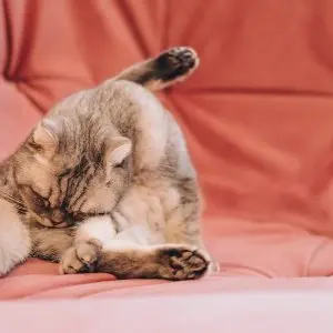 Why does a cat ride booty on the floor and carpet