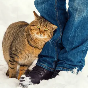 Why does a cat rub against a person’s legs