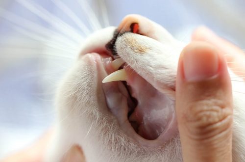 Why does a cat&#8217;s mouth smell?