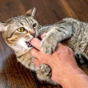 Why does a cat scratch and bite and how to wean it