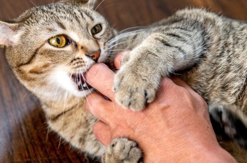 Why does a cat scratch and bite and how to wean it