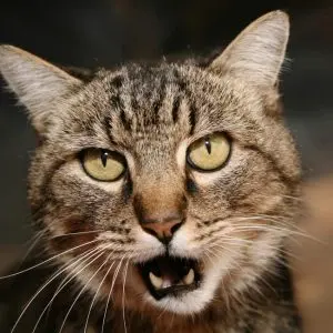 Why does a cat scream at night?