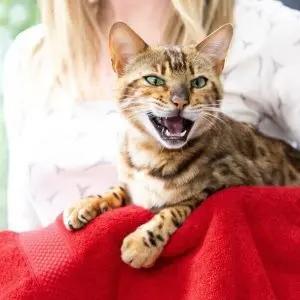 Why does a cat scream at night