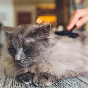 Why does a cat shed a lot?