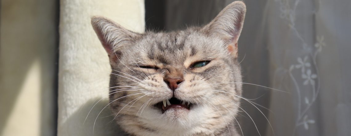 Why does a cat sneeze