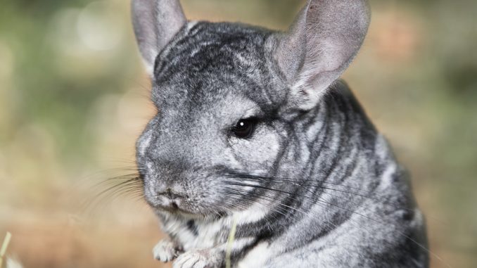 Why does a chinchilla itch and bite itself (fleas, ticks and other parasites)