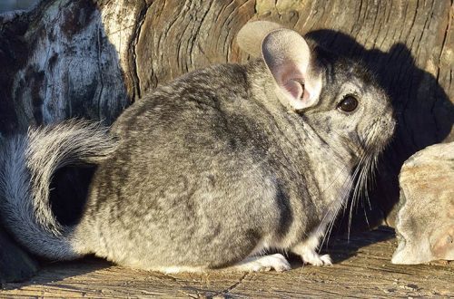 Why does a chinchilla itch and bite itself (fleas, ticks and other parasites)
