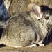 What branches can be given to a chinchilla (trees)