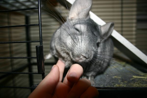 Why does a chinchilla scream and squeak at night and during the day - the reasons for making strange sounds