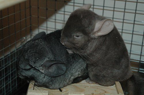 Why does a chinchilla scream and squeak at night and during the day - the reasons for making strange sounds