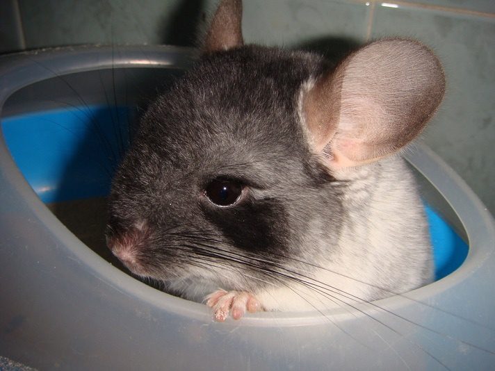 Why does a chinchilla scream and squeak at night and during the day &#8211; the reasons for making strange sounds