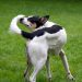 Why the dog is trembling: 6 main reasons