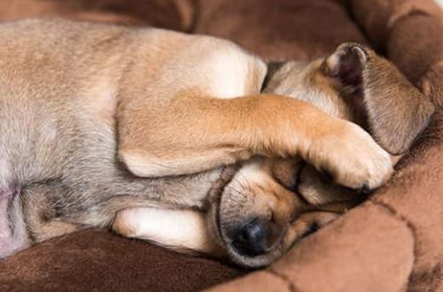 Why does a dog cover its face with its paws?