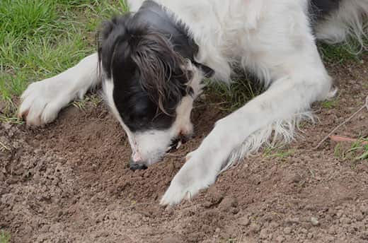 Why does a dog eat earth