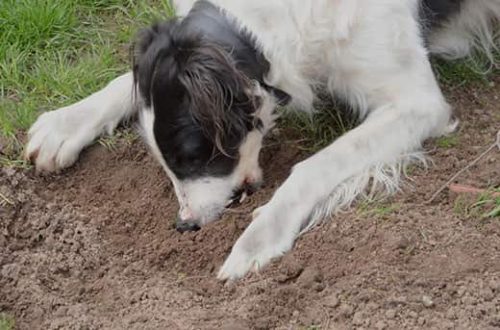 Why does a dog eat earth